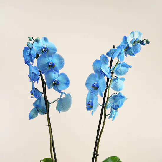 Dreamy Blue Orchid Plant