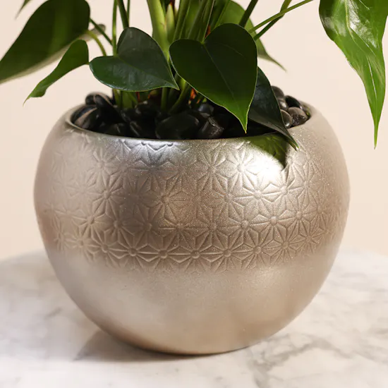 White Anthurium Plant | Sliver Pot