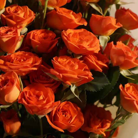 Bright Wishes Orange Baby Rose Bouquet | 25 Flowers