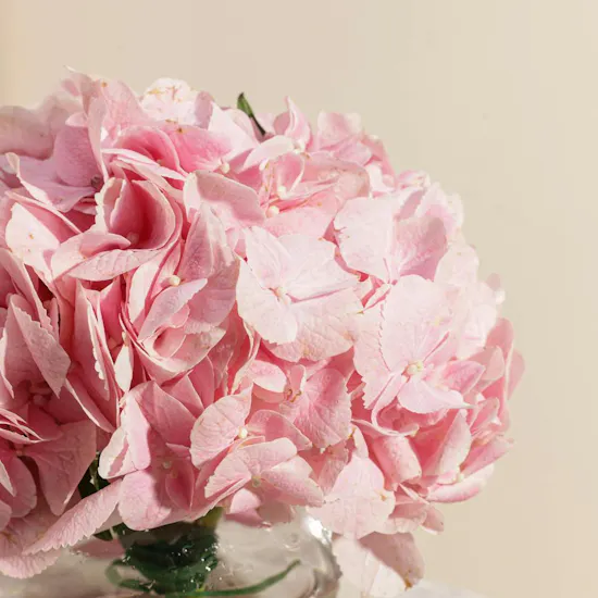 Cozy Pink Hydrangea Vase
