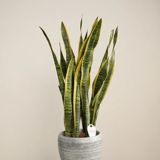 Fancy Sansevieria Laurentii Plant