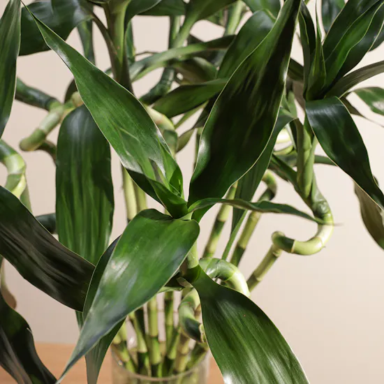 Bamboo Plant | Glass Vase
