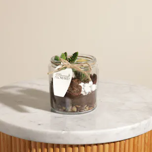 Unique Open Cactus Terrarium Plant