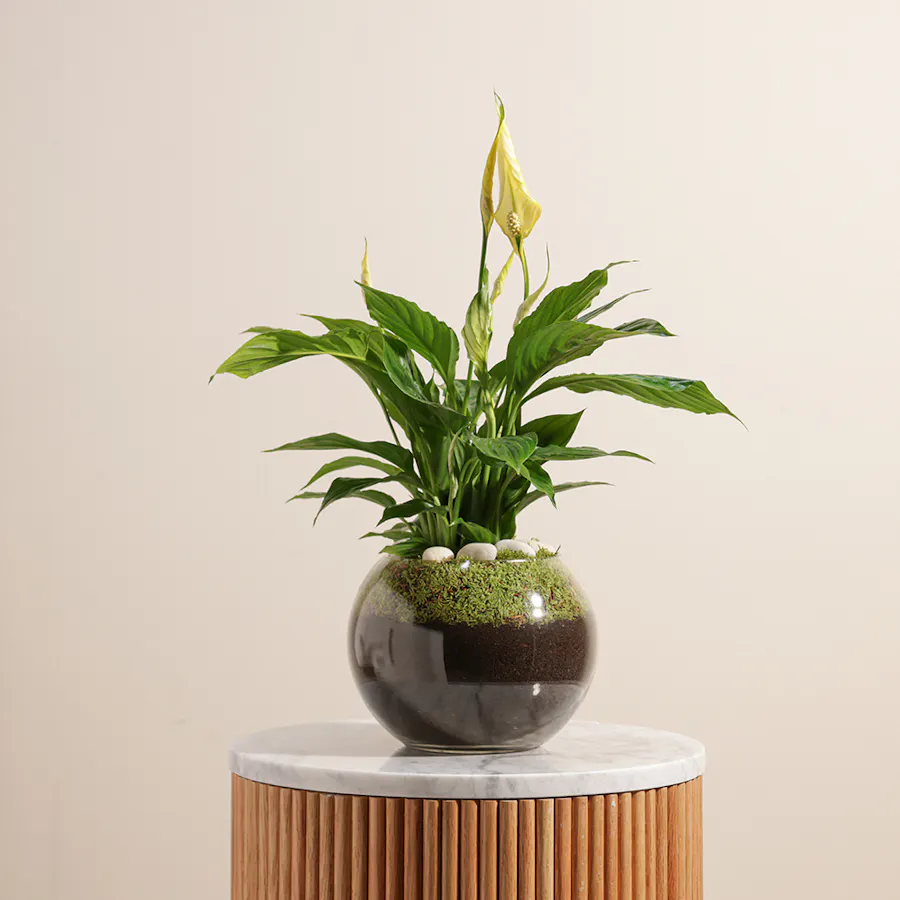 Gorgeous | Yellow Peace Lily 1