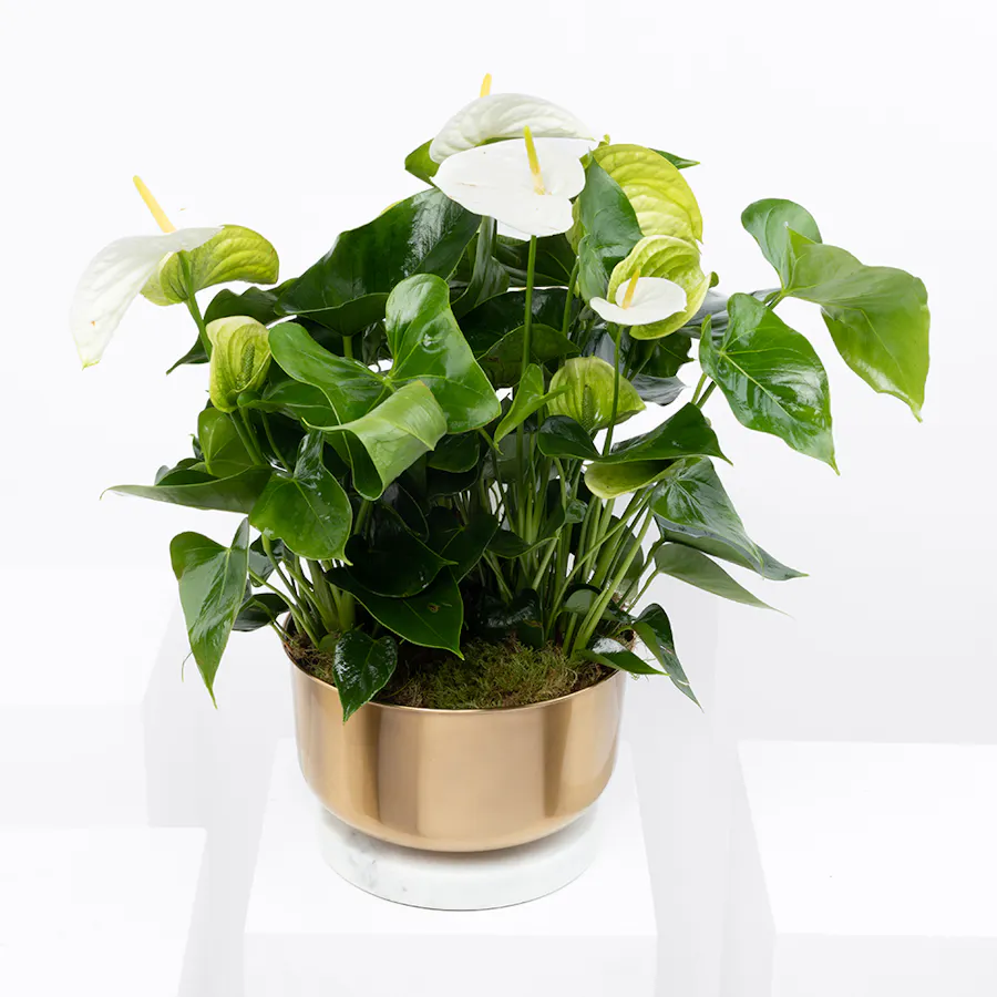 Anthurium Montana | Gold Pot 1