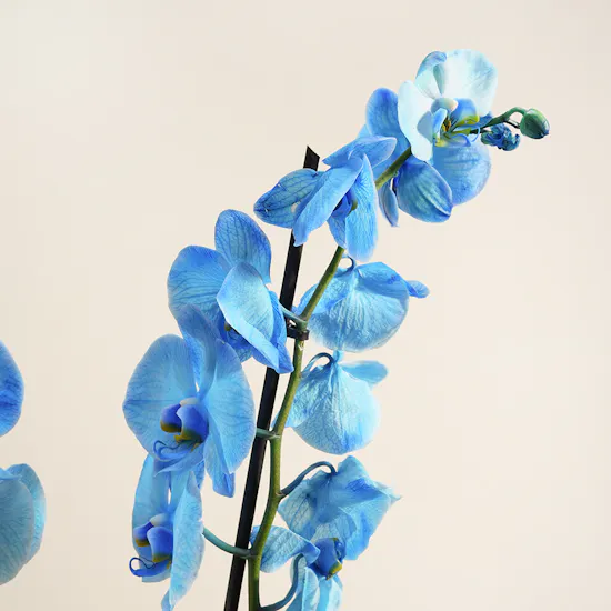Dreamy Blue Orchid Plant