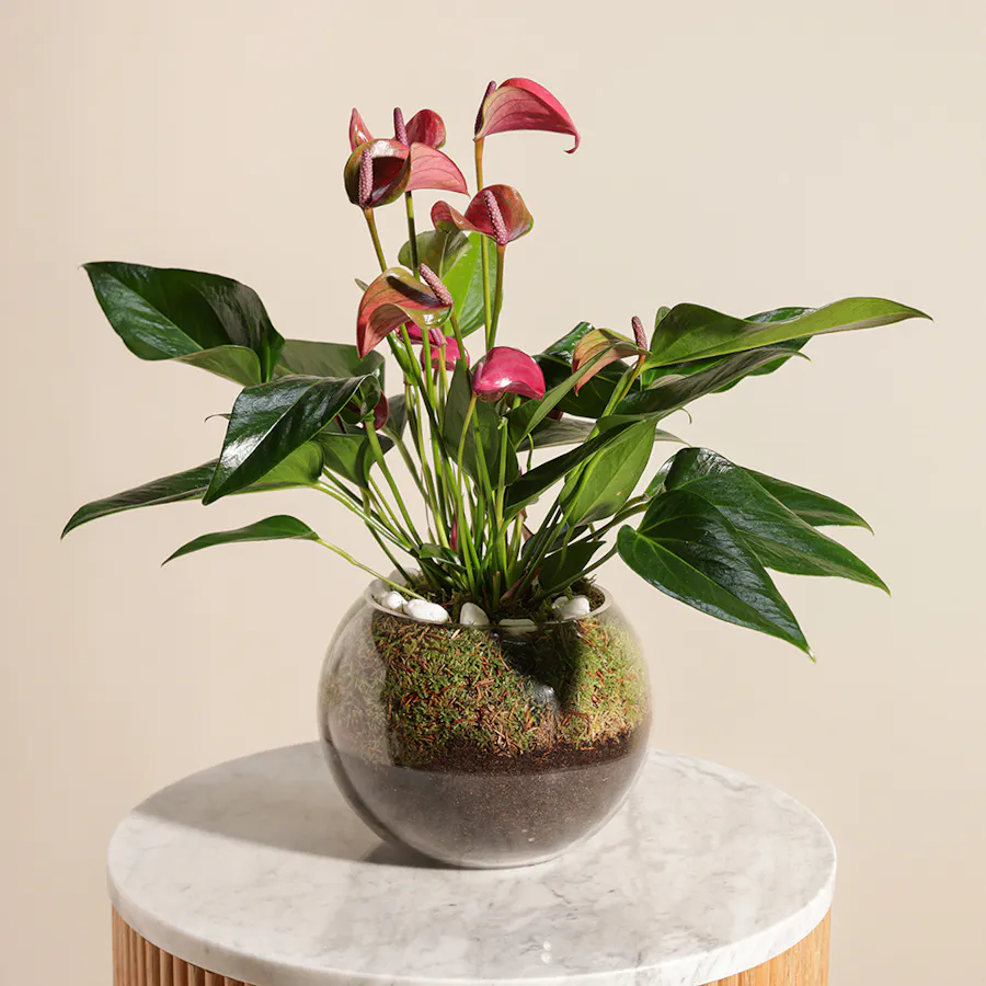 The Purple Anthurium  3