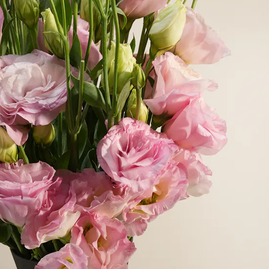 Breeze Pink Eustoma Vase