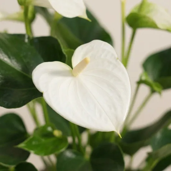 Unique White Anthurium Plant
