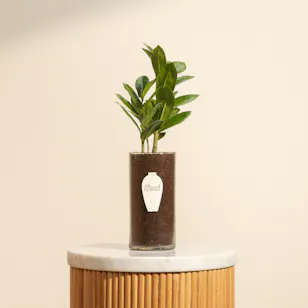 Charming Zamioculcas Plant Pot