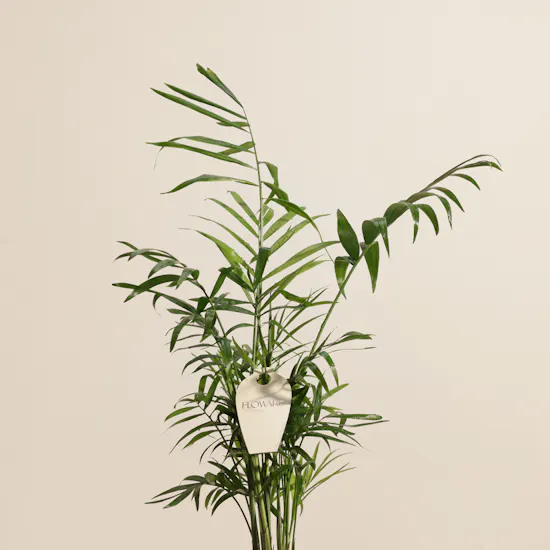 Charming Chamaedorea Palm Plant