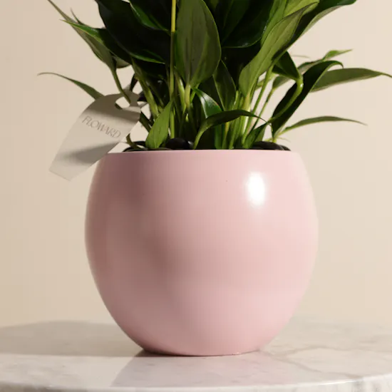 Pink Birthday Anthurium Plant