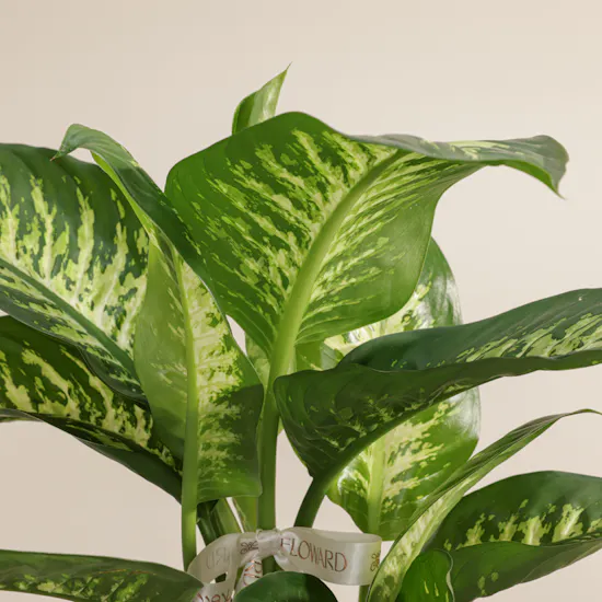 Refreshing Green Dieffenbachia Plant