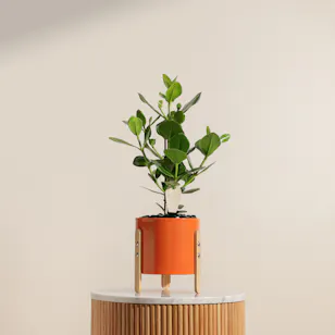 Unique Green Clusia Rosia plant 