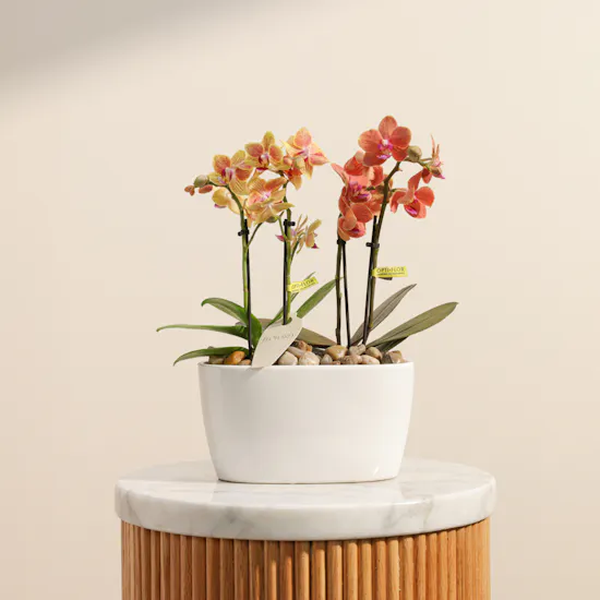 Dreamy Two Small Phalaenopsis Plants