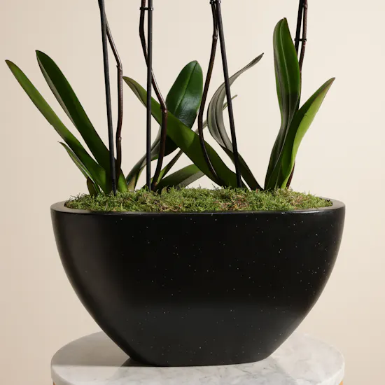 Spark Purple Orchid Plant