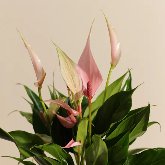 Pink Bliss Anthurium Plant
