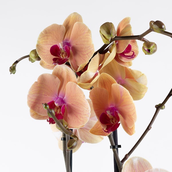 Orchid Caribbean Dream Floward Qatar