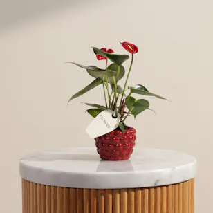 Fancy Red Anthurium Plant