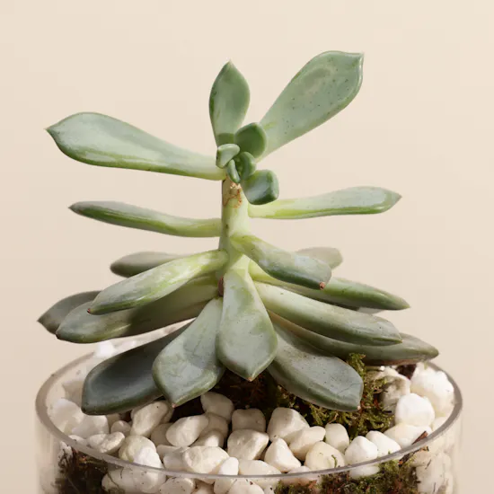Green Echeveria Plant | Welcome Home Balloon