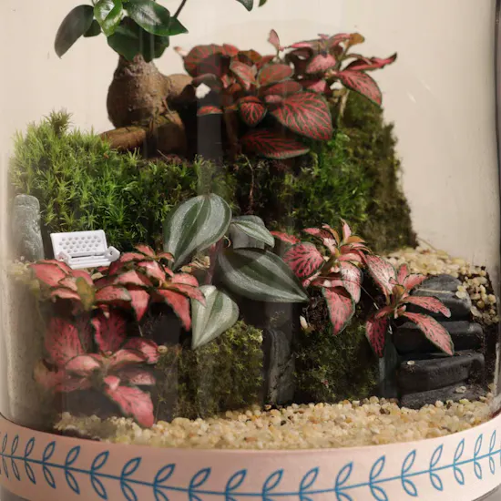 Ficus Bonsai Garden | Closed Terrarium