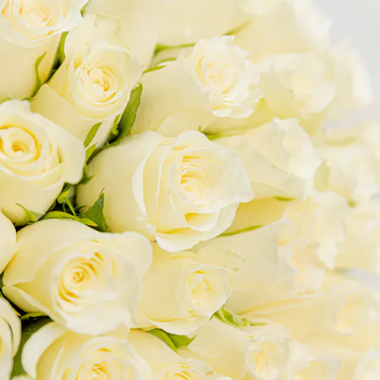 White Elegance Roses Bouquet