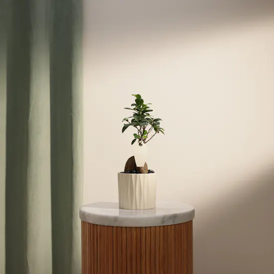 Father's Day Striking Ficus Ginseng Plant