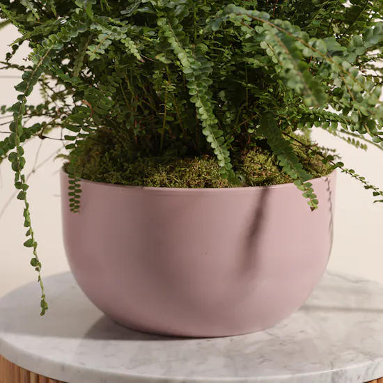 Harmony Greens | Pink Ceramic Pot