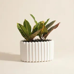 Glam Codiaeum Petra Plant Glam Codiaeum Petra Plant