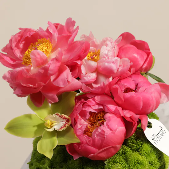 Peony Coral Charm Paradise
