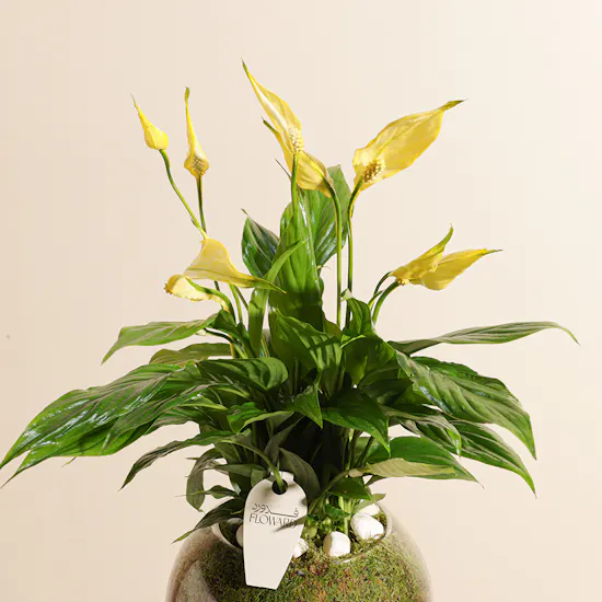 Gorgeous | Yellow Peace Lily