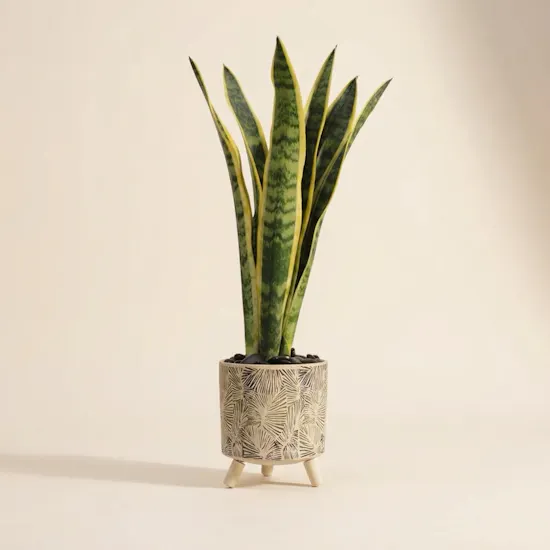 Sanseveria Snake Plant