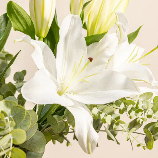 Lilly & Eucalyptus | Bouquet