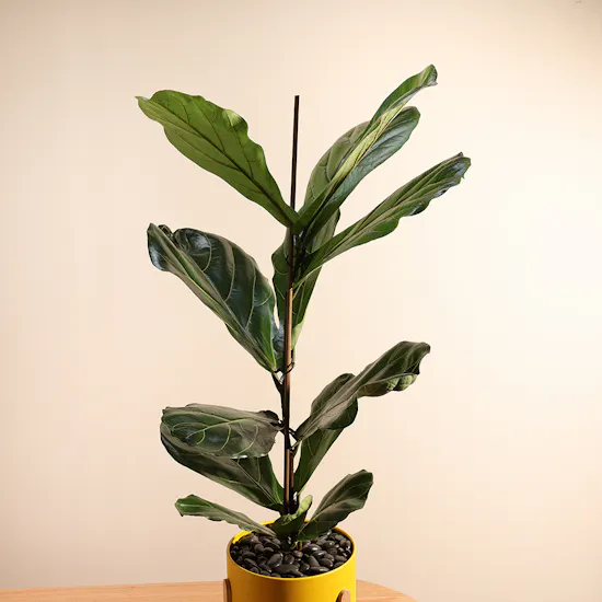 Ficus Lyrata Plant