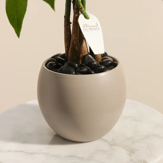 Elegant Pachira Plant