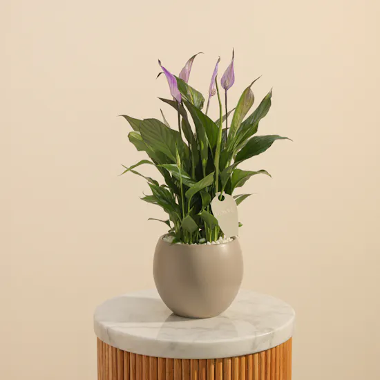 Dreamy Purple Spathiphyllum Plant