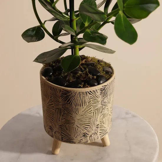 Cheerful Green Clusia Rosea Plant