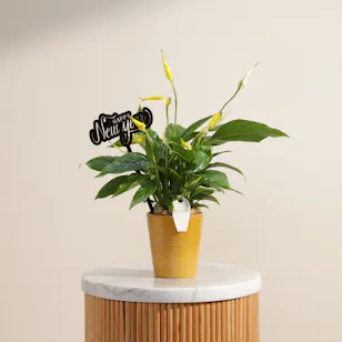 Yellow Spathiphyllum Happy New Year Plant