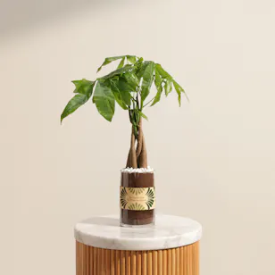 Caribbean Pachira Aquatica Earth Day Plant