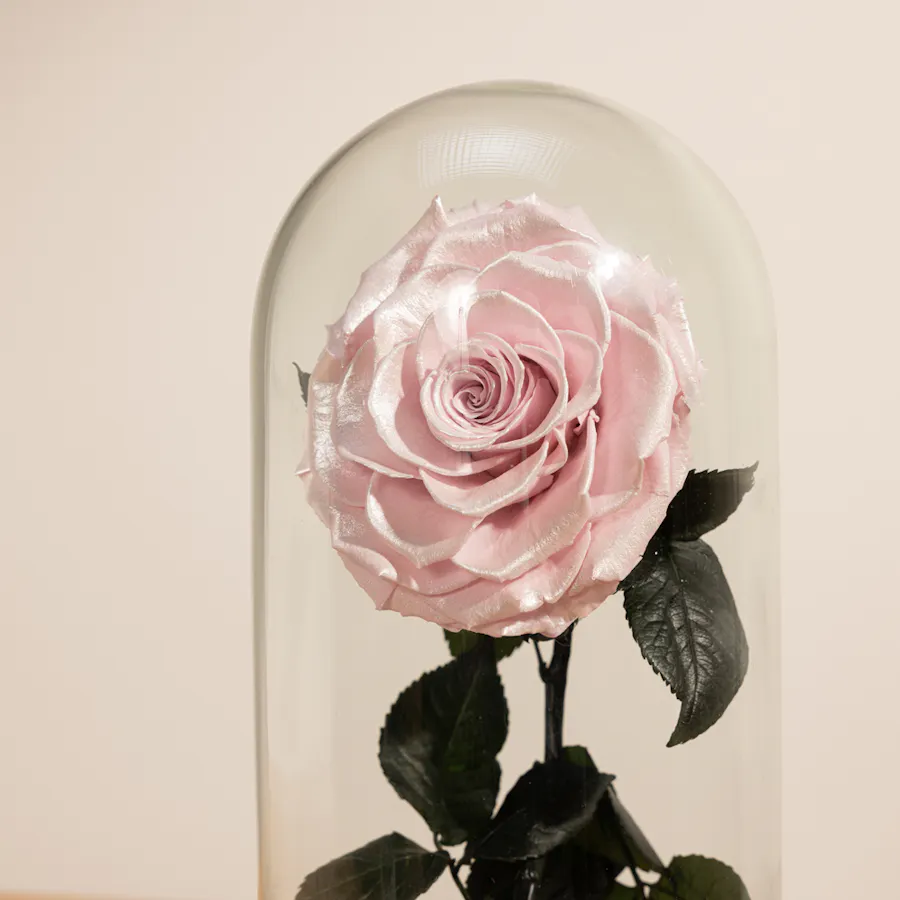 Preserved Pink Satin Rose | Glass Dome 2