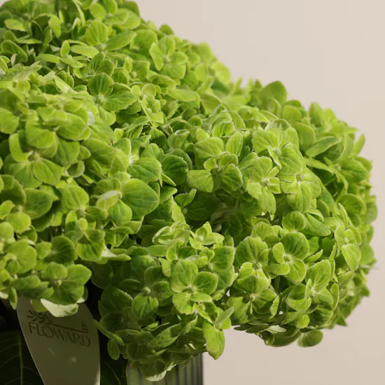 Green Forest Hydrangea Flower Vase