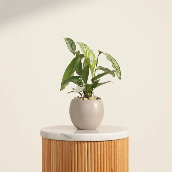 Wonderful Calathea Vittata Plant