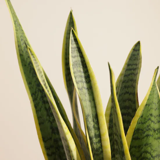 Father's Day Calm Bloom Sansevieria Plant