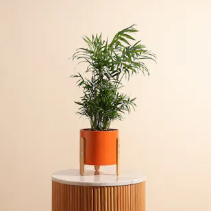 Chamadorea Elegance Plant | Metal Pot