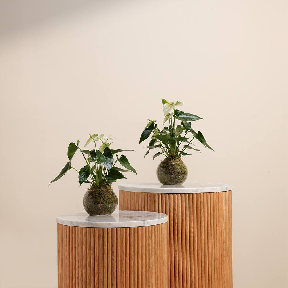 White Twin Anthurium