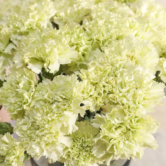 Cheerful Green Carnation Vase