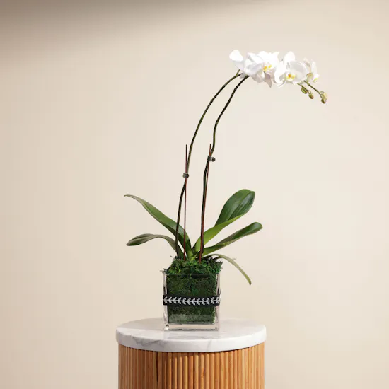 White Orchid Plant | Square Glass Pot