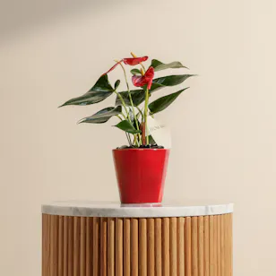 Shiny Red Anthurium Small Plant 