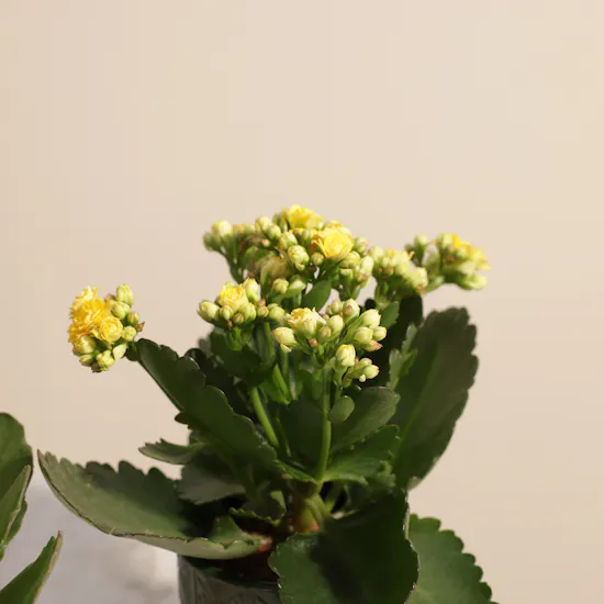 Majestic Small Kalanchoe Plants Set