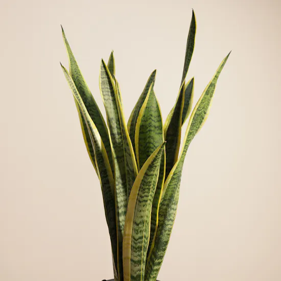 Father's Day Calm Bloom Sansevieria Plant